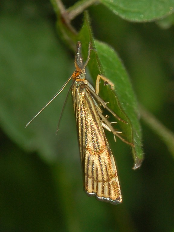 Chrysocrambus sp.